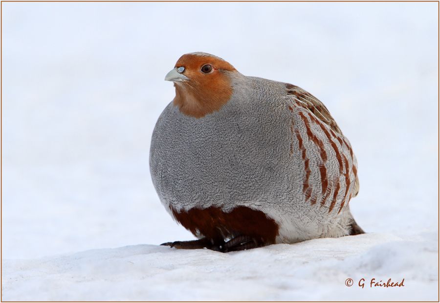 IMAGE: http://i13.photobucket.com/albums/a300/g2a/solo-copy.jpg