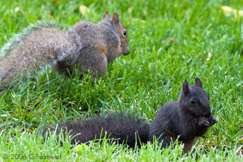 IMAGE: http://i13.photobucket.com/albums/a300/g2a/sq2.jpg