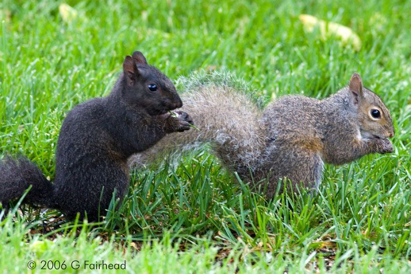 IMAGE: http://i13.photobucket.com/albums/a300/g2a/sq23.jpg