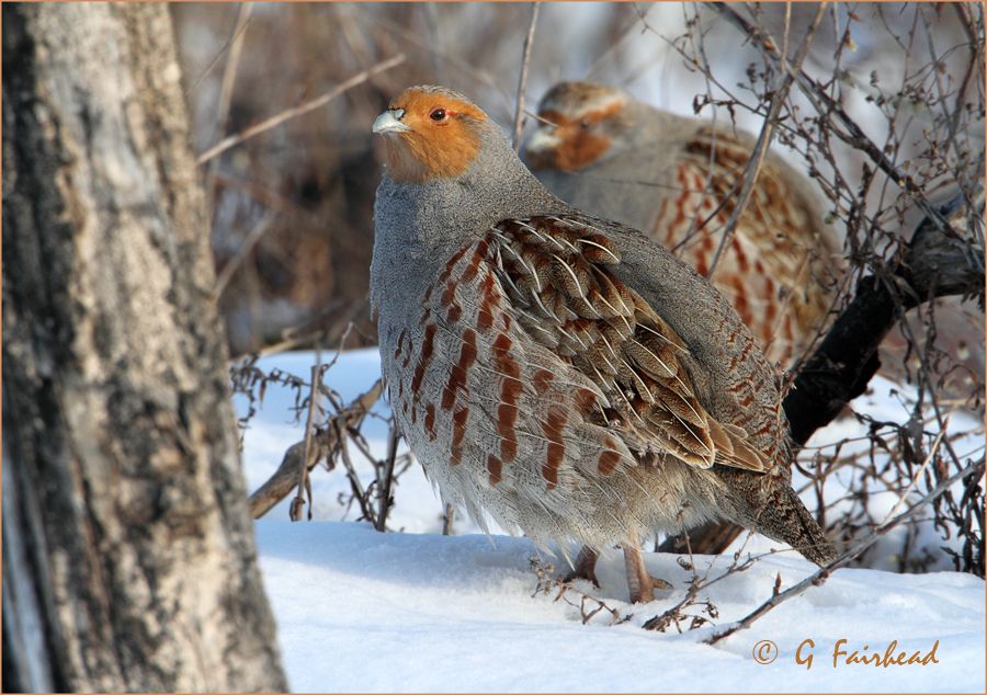 IMAGE: http://i13.photobucket.com/albums/a300/g2a/stumpcopy.jpg