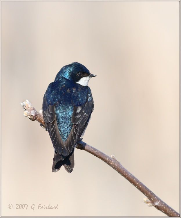 IMAGE: http://i13.photobucket.com/albums/a300/g2a/swwe.jpg