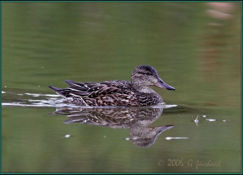 IMAGE: http://i13.photobucket.com/albums/a300/g2a/teal3.jpg