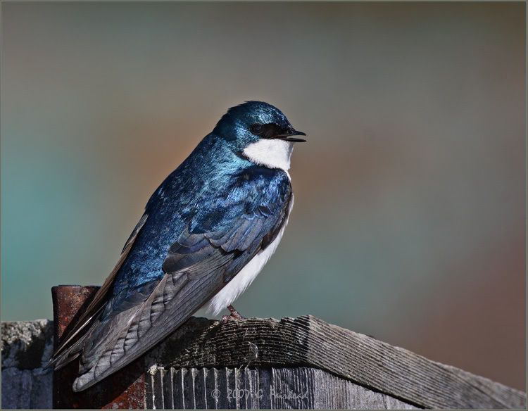 IMAGE: http://i13.photobucket.com/albums/a300/g2a/test2.jpg