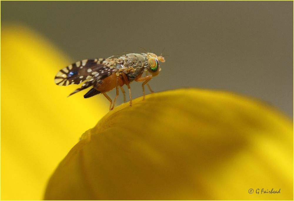 IMAGE: http://i13.photobucket.com/albums/a300/g2a/tinyflycopy.jpg