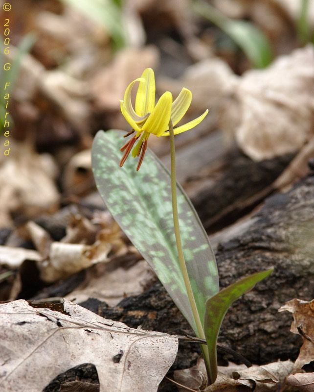 IMAGE: http://i13.photobucket.com/albums/a300/g2a/trout.jpg