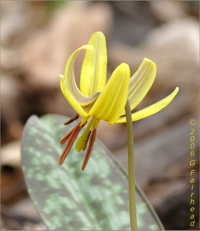 IMAGE: http://i13.photobucket.com/albums/a300/g2a/troutcrop.jpg