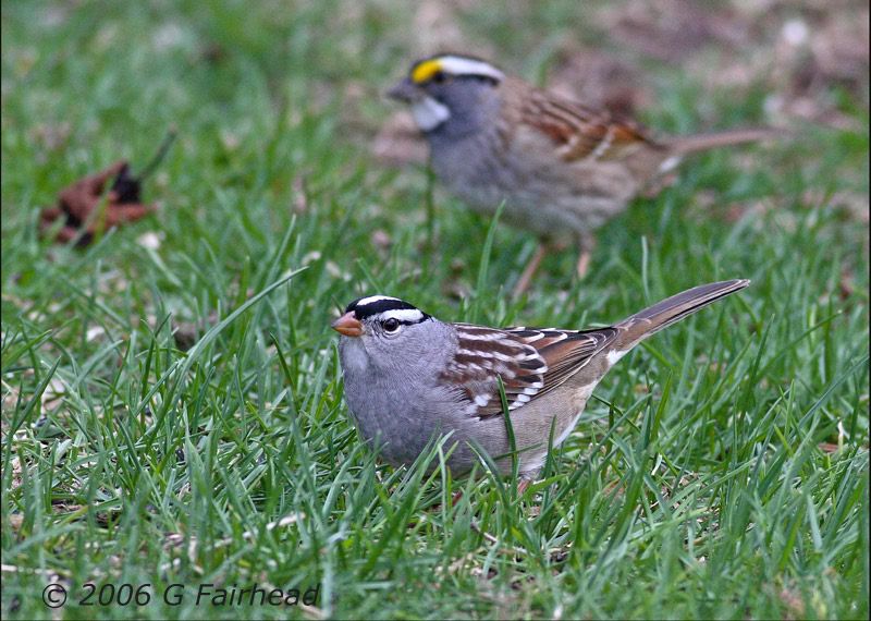 IMAGE: http://i13.photobucket.com/albums/a300/g2a/two.jpg