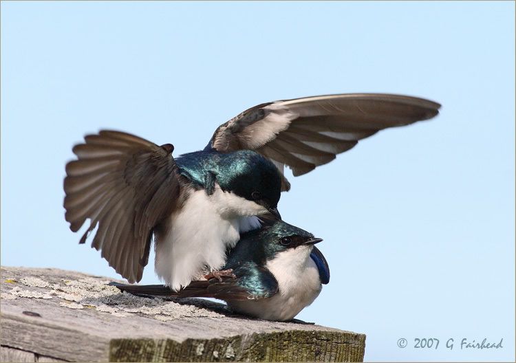 IMAGE: http://i13.photobucket.com/albums/a300/g2a/twos.jpg