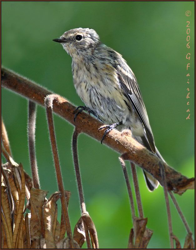 IMAGE: http://i13.photobucket.com/albums/a300/g2a/unknown.jpg