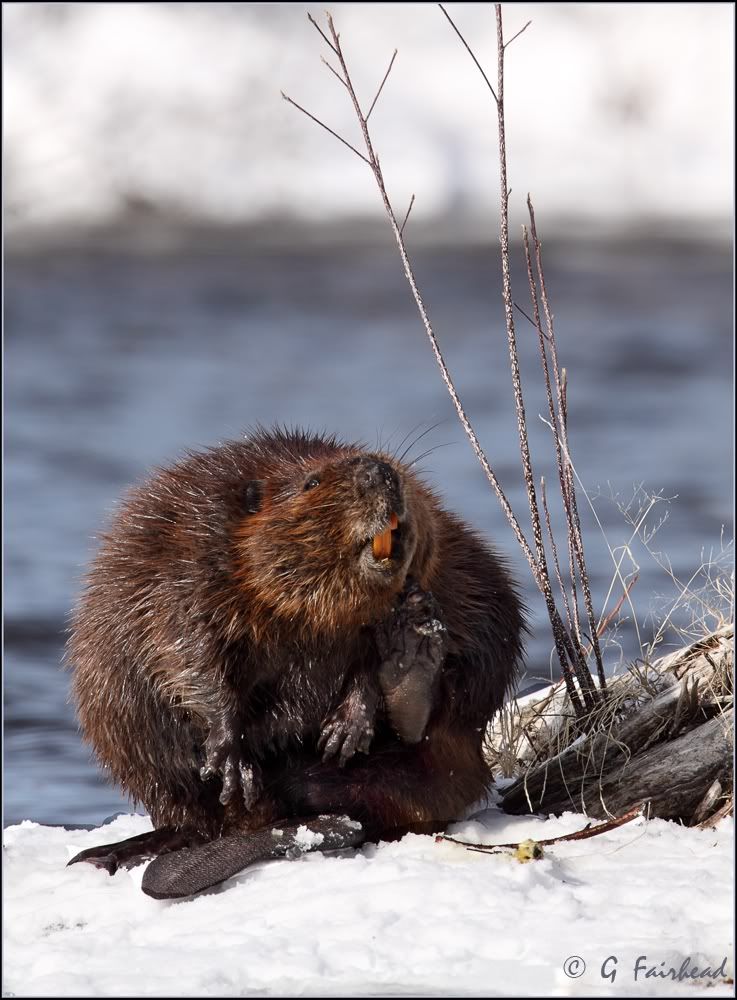 IMAGE: http://i13.photobucket.com/albums/a300/g2a/verticalcopy.jpg