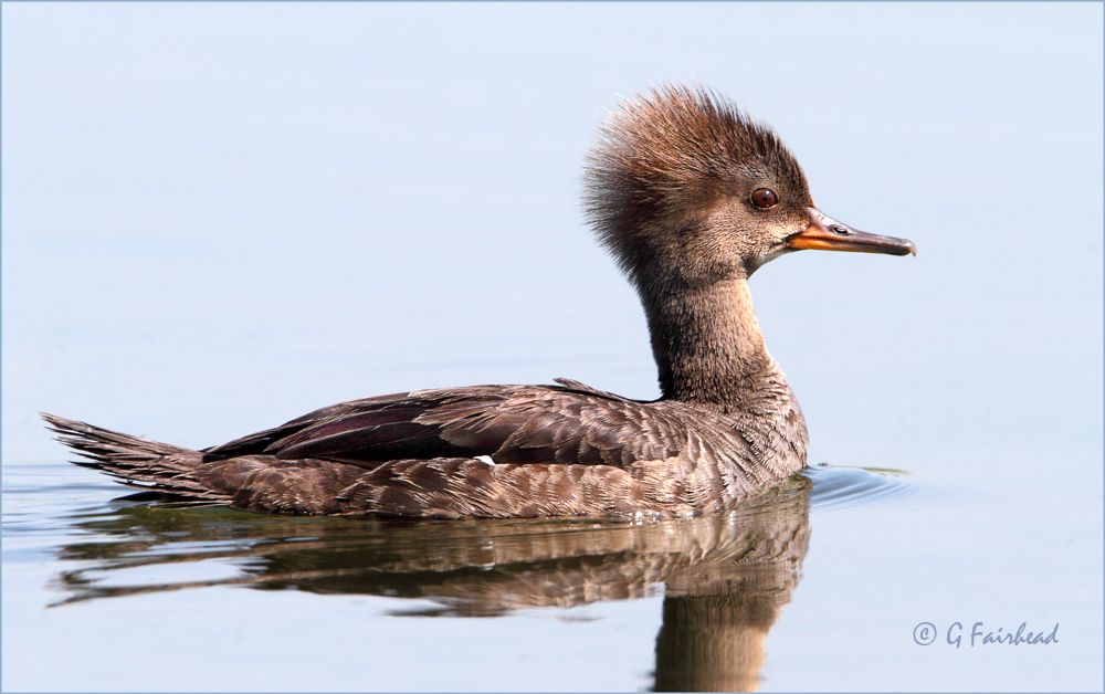 IMAGE: http://i13.photobucket.com/albums/a300/g2a/watermergcopy.jpg