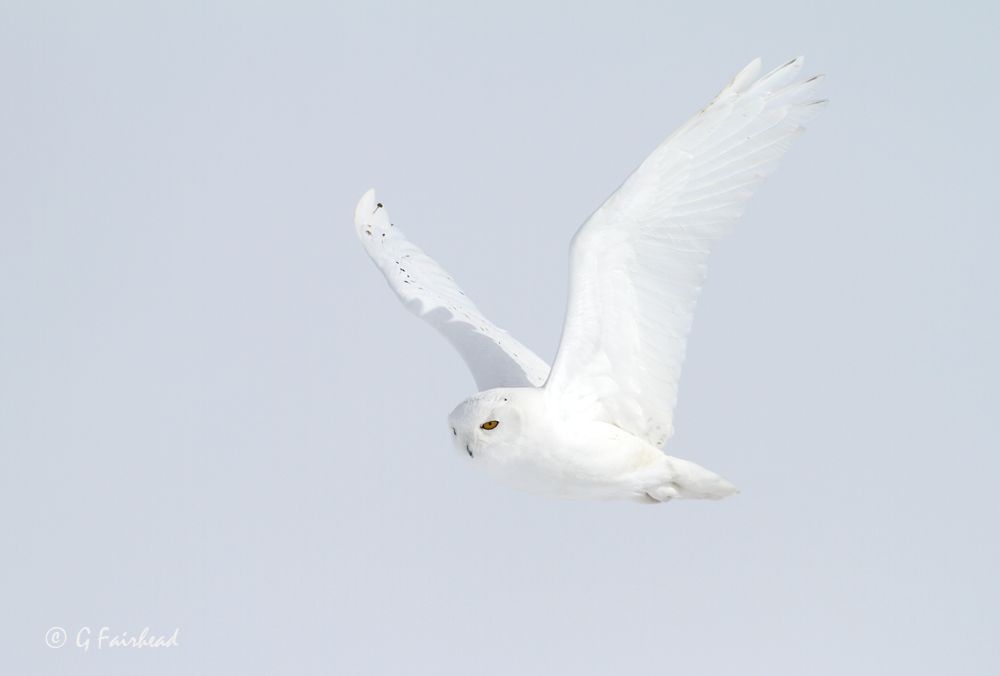 IMAGE: http://i13.photobucket.com/albums/a300/g2a/whiteflightcopy_zps69cdd9fd.jpg