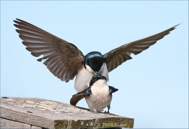 IMAGE: http://i13.photobucket.com/albums/a300/g2a/winer2.jpg