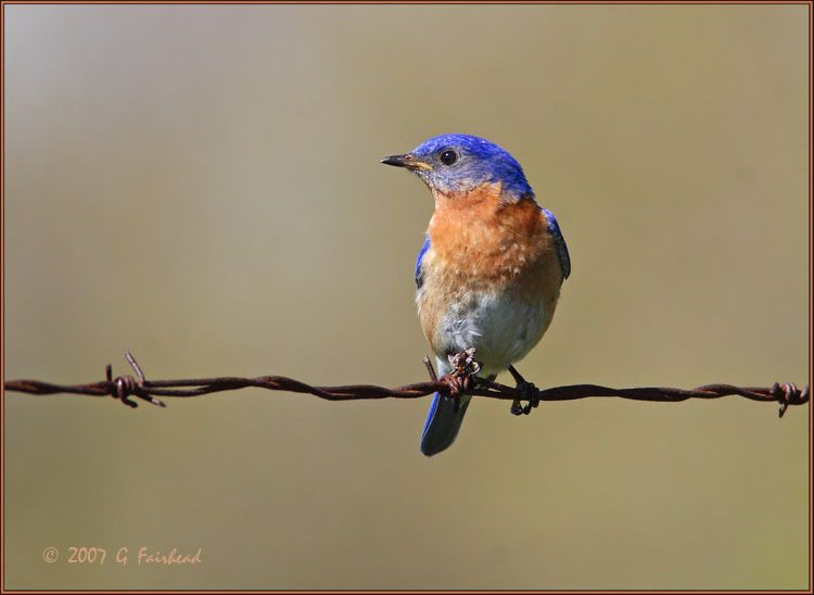 IMAGE: http://i13.photobucket.com/albums/a300/g2a/wirebird.jpg