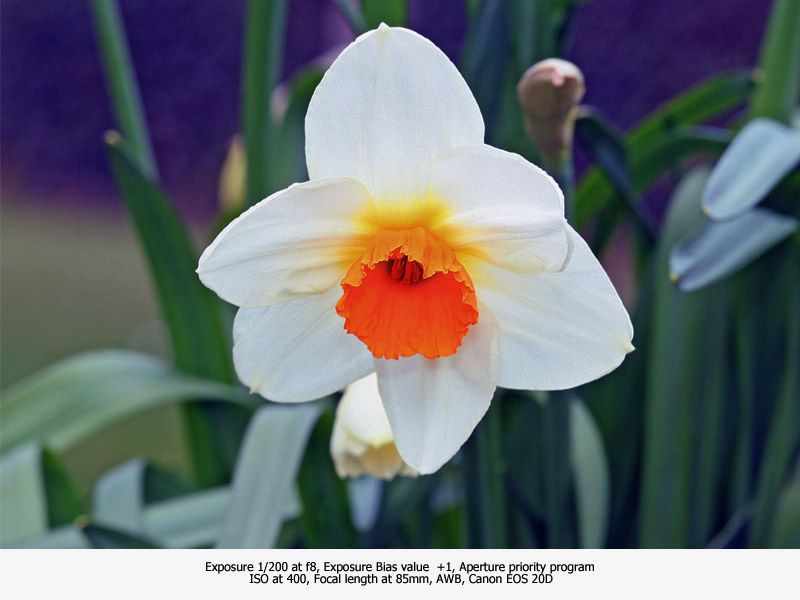 IMAGE: http://i13.photobucket.com/albums/a300/g2a/witeD.jpg