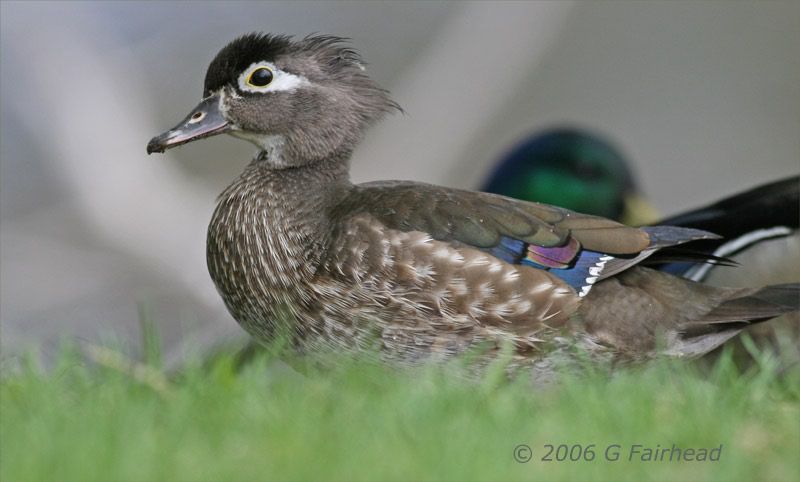 IMAGE: http://i13.photobucket.com/albums/a300/g2a/woodfemmme.jpg