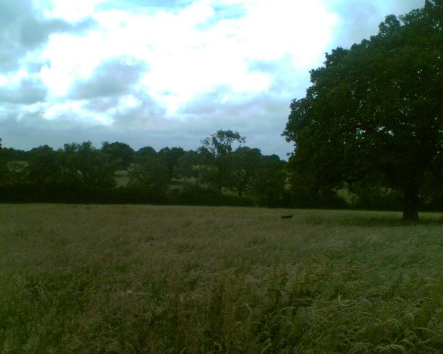 fields1.jpg