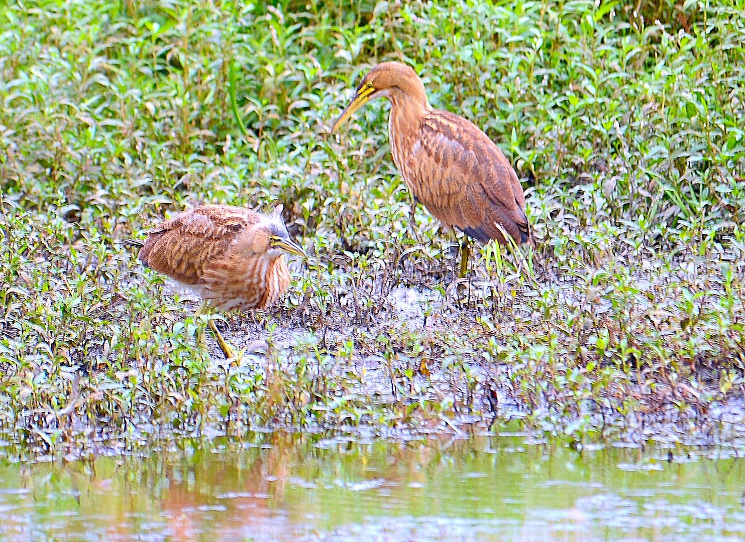 DSC_1064_zpsyaxozwa3.jpg