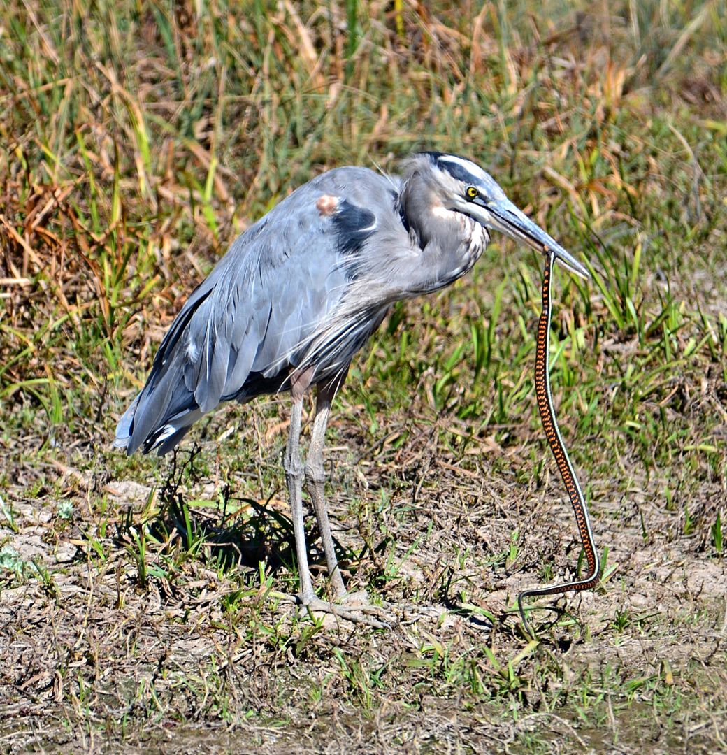 heron2_zps5ew9rhcb.jpg