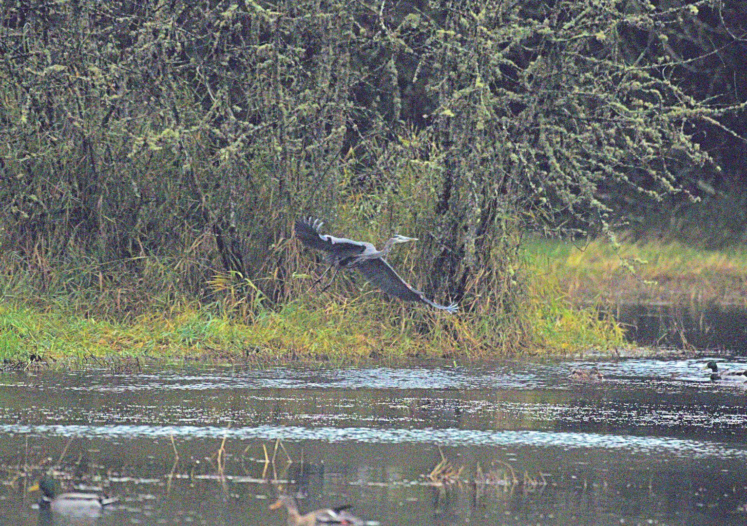 heron9_zps0fleykxs.jpg