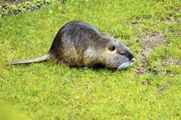 Nutria600x399.jpg