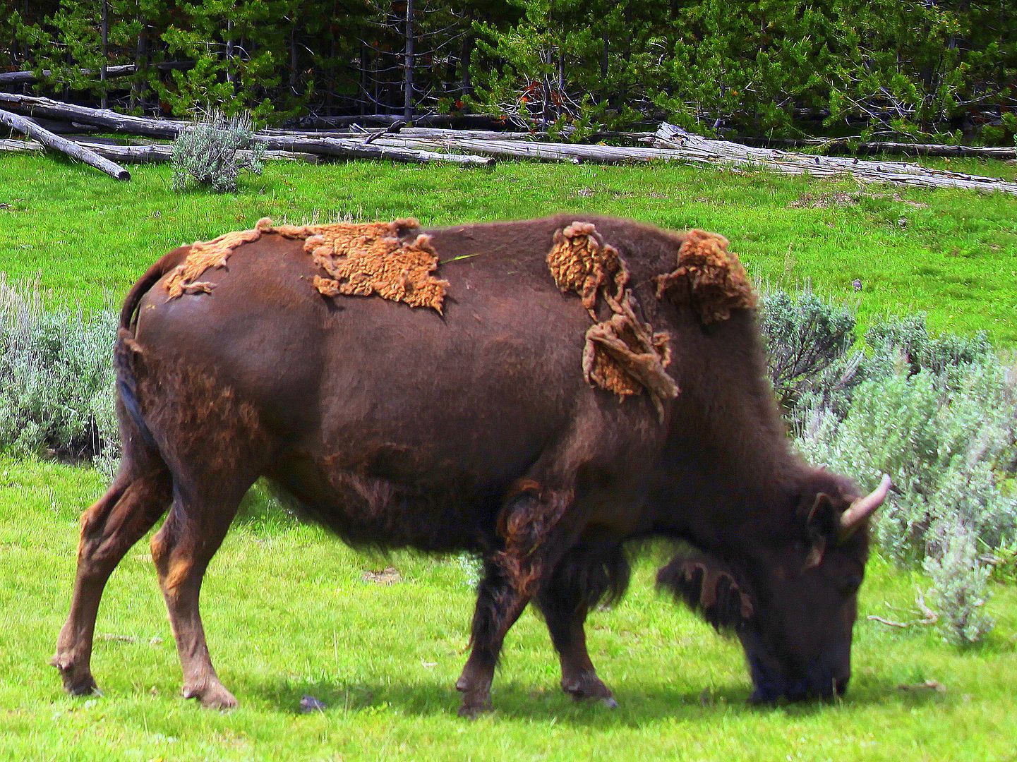bison_zpslirucehl.jpg