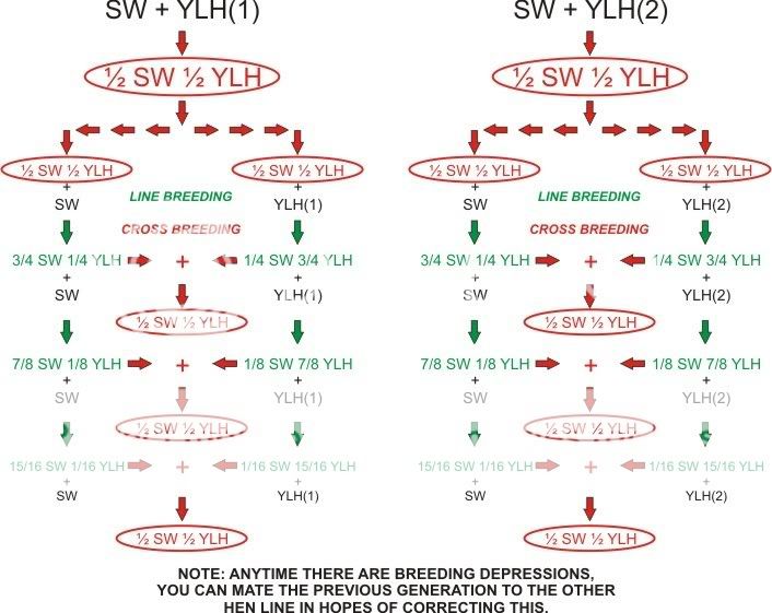 cross breeding chickens chart