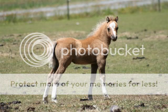 show us your coat colour changes  stockyard horse