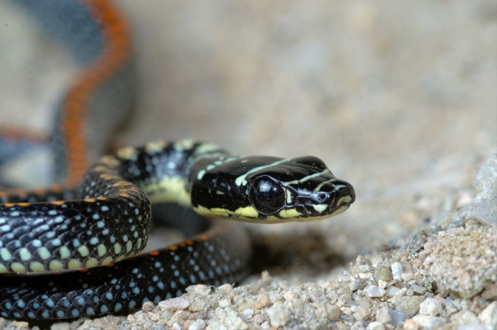 Borneo Dispatches #48: Flying Boigas, Spotted Loris - Field Herp Forum