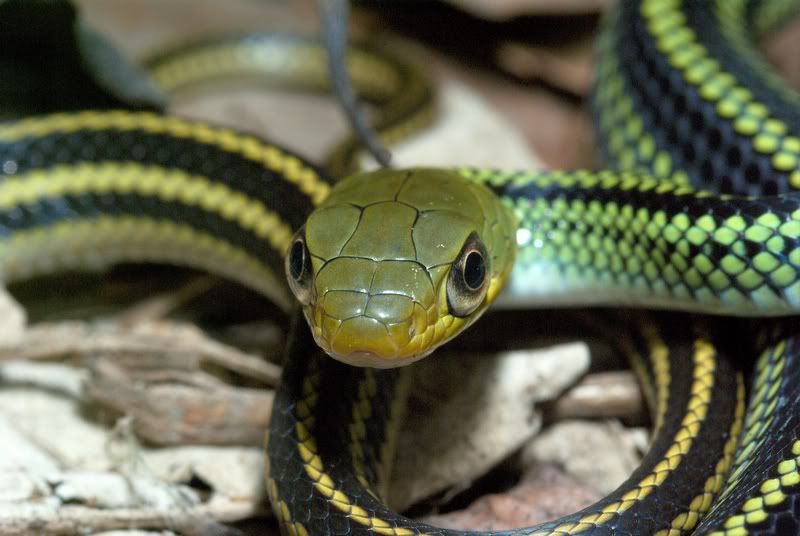 Donald, the Chinese Pearl Snake - Field Herp Forum