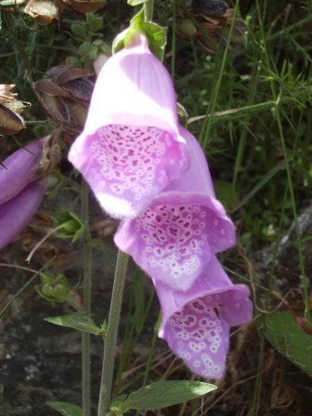 Ireland 2009