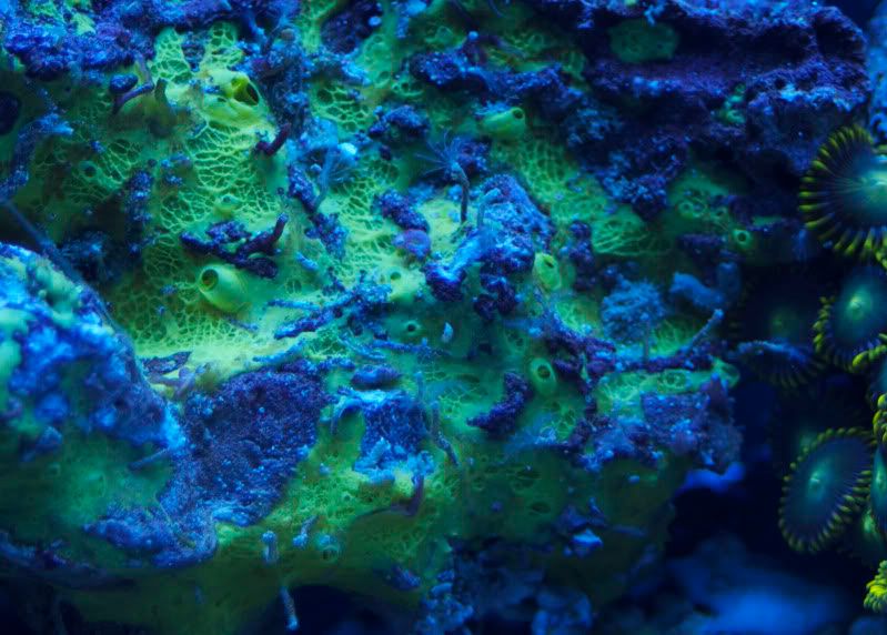 Sponge vs Coral - Reef Central Online Community