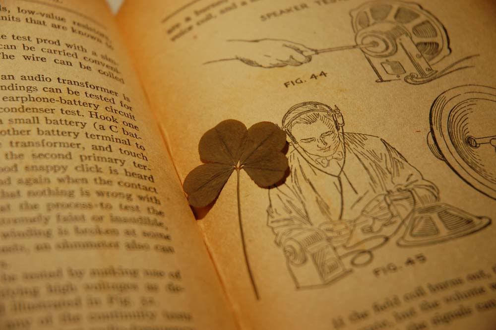 clover.jpg