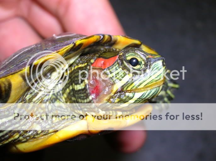 petco red eared slider