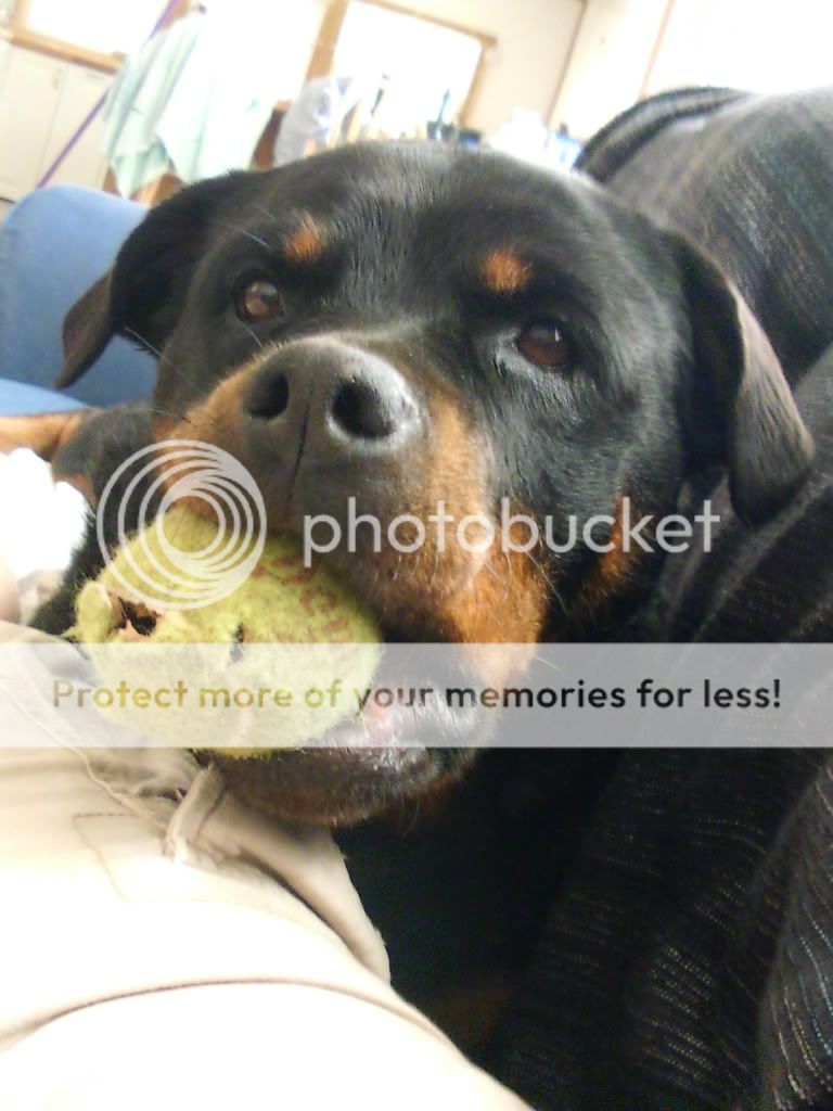 https://i13.photobucket.com/albums/a278/CC-Marley/Phone%20Pics/gooddog.jpg