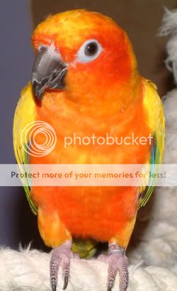 Sun-Conure.jpg