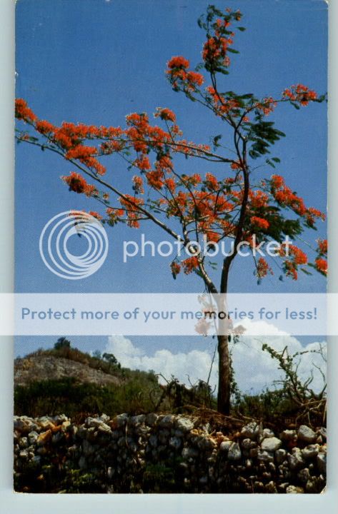 Postcard Beautiful Flamboyant Tree Puerto Rico