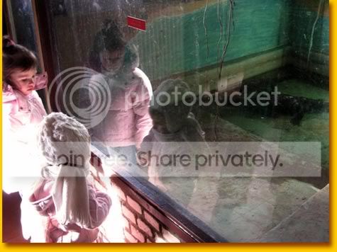 krokodillen op de kinderboerderij