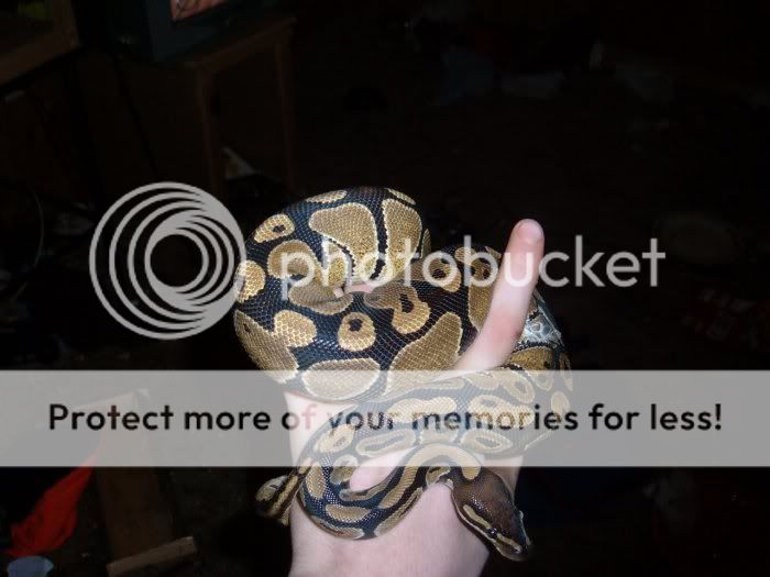 https://i13.photobucket.com/albums/a283/crazed_rider/snake2.jpg
