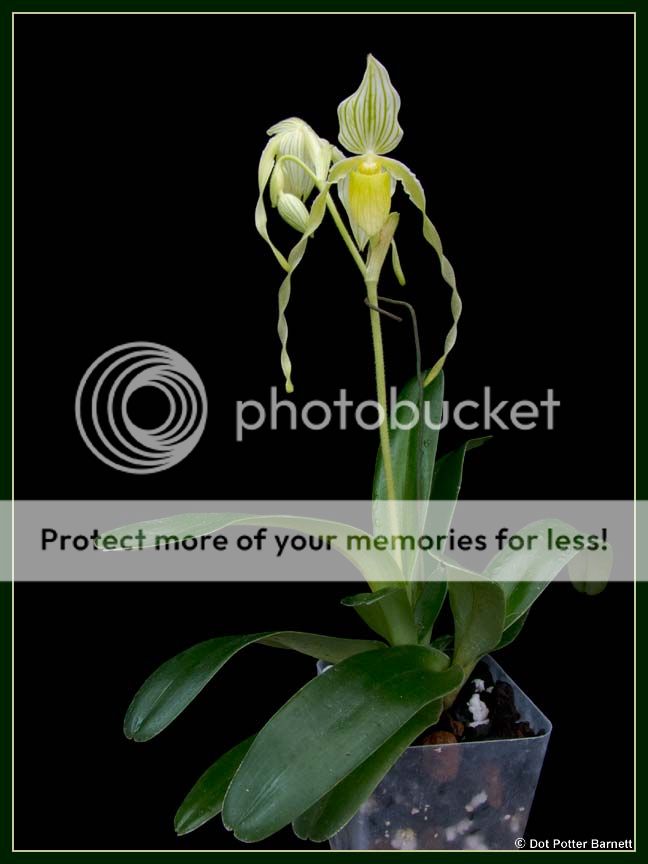 http://i13.photobucket.com/albums/a285/DotBarnett/Paph_philippinense-alba-plant-2013_zps5725c7d3.jpg