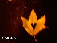 Image hosted by Photobucket.com