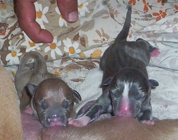 1ST2PUPSBORN0725AND072606crpd.jpg