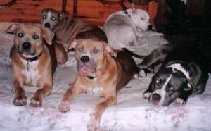 The gang