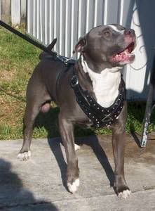 Blueinharness1.jpg