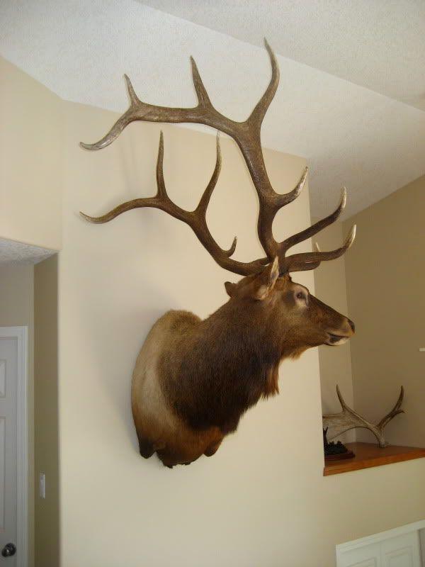 My 2008 Alberta Bull home from Taxidermist